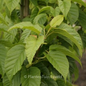 Acer davidii 'Serendipity'