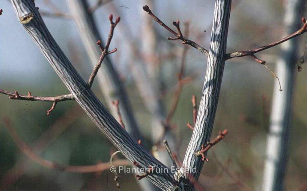 Acer davidii 'Serpentine'