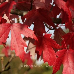 Acer freemanii 'Jeffersred' (AUTUMN BLAZE)