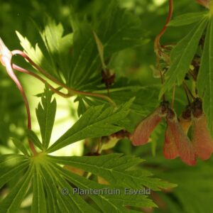 Acer japonicum 'Aconitifolium'