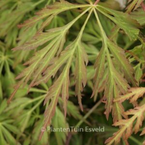 Acer japonicum 'Kujaku-bato'