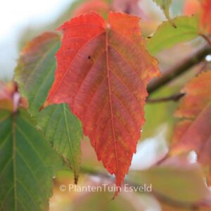 Acer morifolium