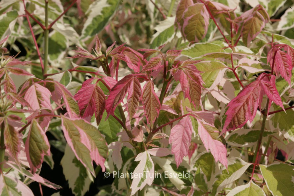 Acer negundo 'Flamingo'