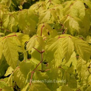 Acer negundo 'Kelly's Gold'