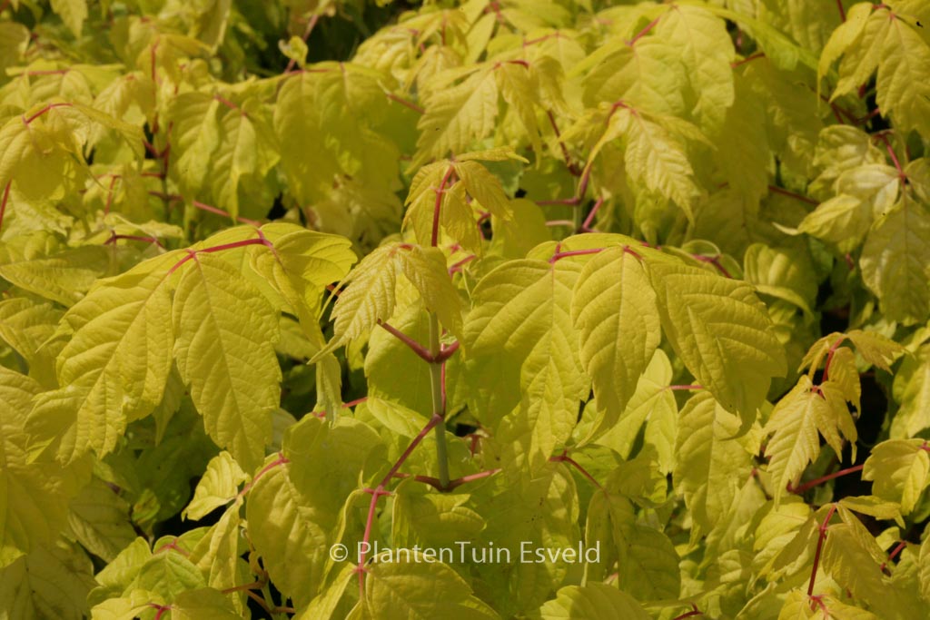 Acer negundo 'Kelly's Gold'