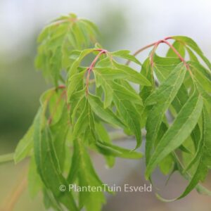 Acer negundo 'Tadeusz Szymanowski'