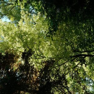 Acer negundo 'Variegatum'