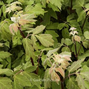 Acer negundo ssp. californicum