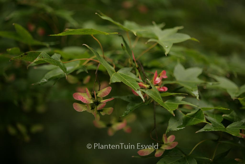 Acer oliverianum
