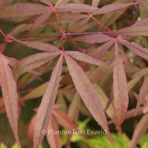 Acer palmatum 'Aka-hosada'