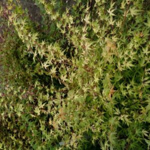 Acer palmatum 'Alan's Gold'