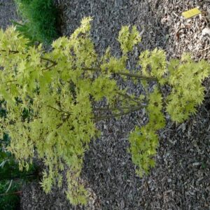 Acer palmatum 'Anne Irene'