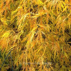 Acer palmatum 'Ao-shidare'