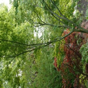 Acer palmatum 'Ao-yagi'