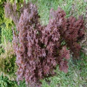 Acer palmatum 'Aratama'