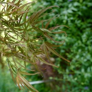 Acer palmatum 'Atrolineare'
