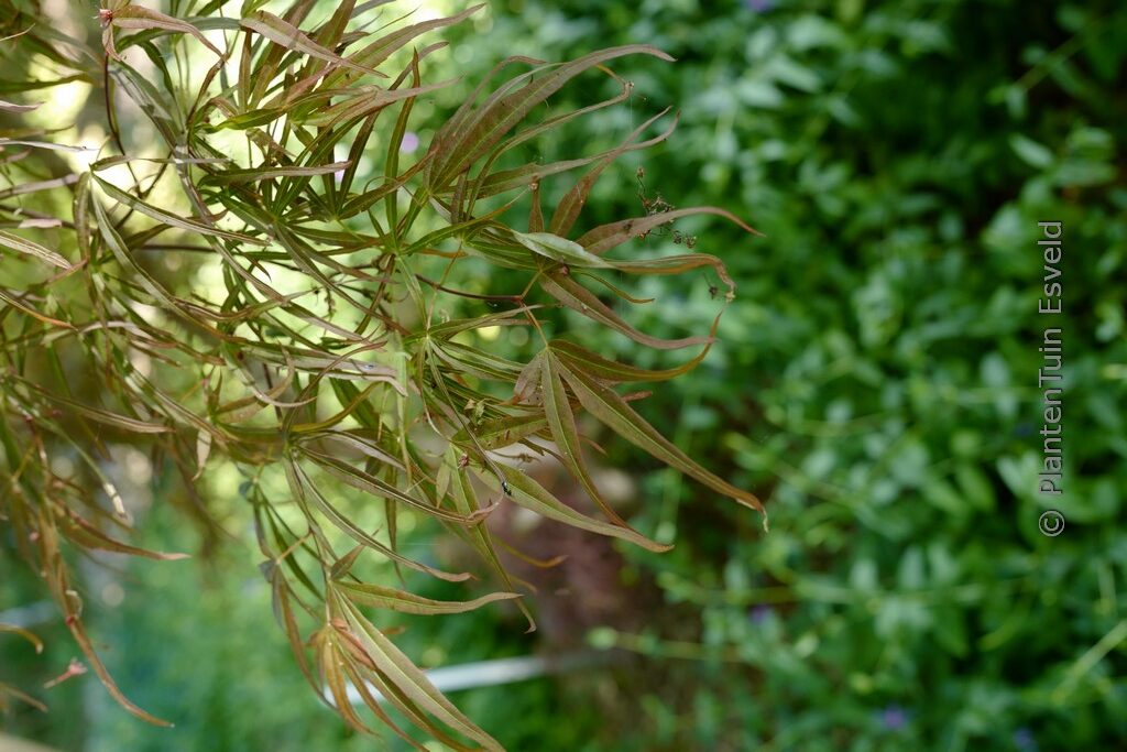 Acer palmatum 'Atrolineare'