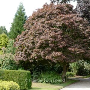 Acer palmatum 'Atropurpureum'