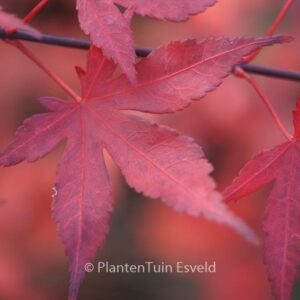 Acer palmatum 'Atropurpureum Superbum'