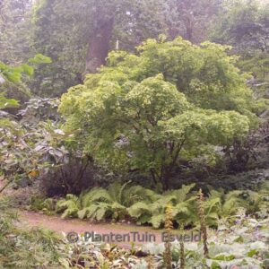 Acer palmatum 'Aureum'