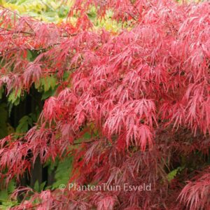 Acer palmatum 'Autumn Fire'