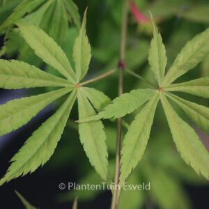 Acer palmatum 'Autumn Showers'