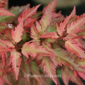 Acer palmatum 'Beni-hagaromo'