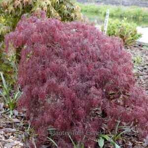 Acer palmatum 'Beni-kumo-no-su'