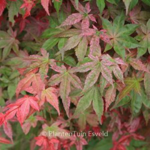 Acer palmatum 'Beni-maiko'