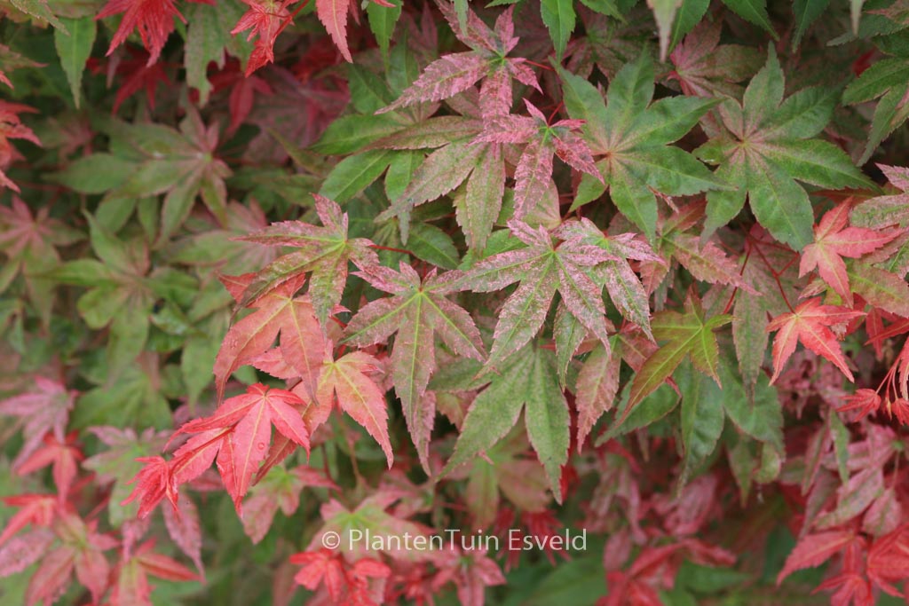 Acer palmatum 'Beni-maiko'