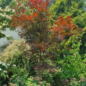 Acer palmatum 'Beni-ohtake'