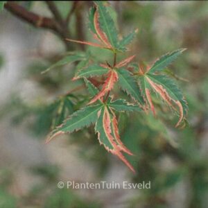 Acer palmatum 'Beni-shichi-henge'