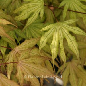 Acer palmatum 'Aka shigitatsu sawa'