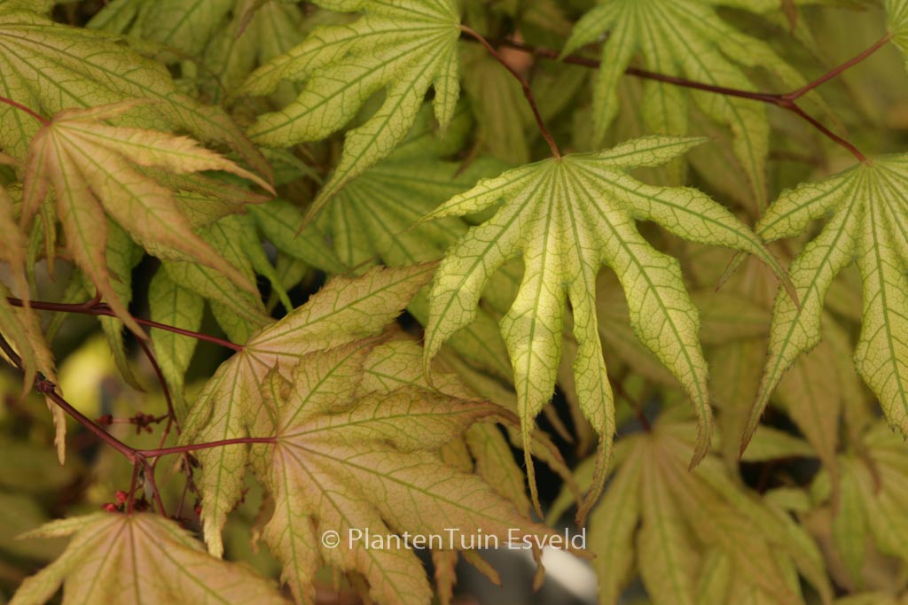 Acer palmatum 'Beni-shigatatsu-sawa'