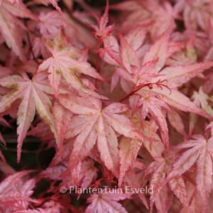 Acer palmatum 'Beni-tsukasa'