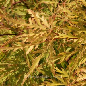 Acer palmatum 'Berrima Bridge'