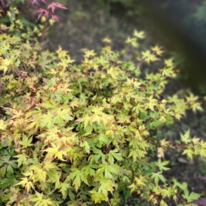 Acer palmatum 'Berry Broom'