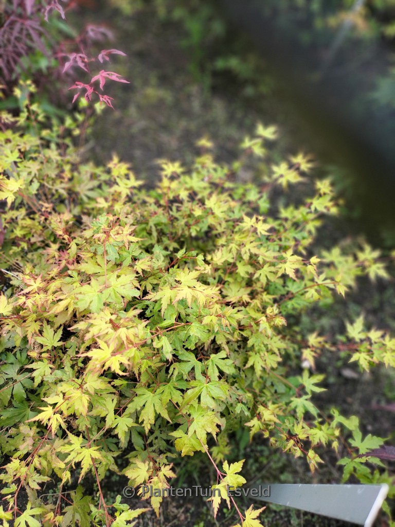 Acer palmatum 'Berry Dwarf'