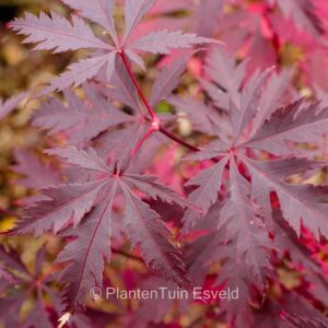 Acer palmatum 'Black Lace'