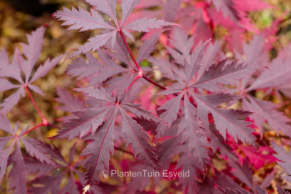 Acer palmatum 'Black Lace'