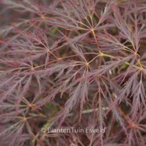 Acer palmatum 'Brocade'