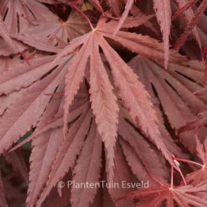 Acer palmatum 'Bujo-ji'