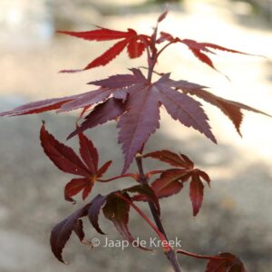 Acer palmatum 'Burgundy Flame'