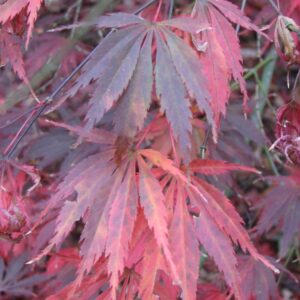 Acer palmatum 'Burgundy Lace'