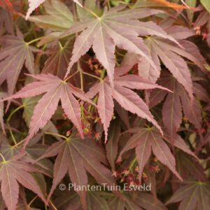Acer palmatum 'Chikuma-no'