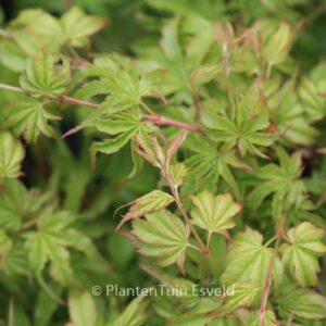 Acer palmatum 'Chiyo-hime'