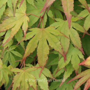 Acer palmatum 'Chūgū-ji'