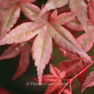 Acer palmatum 'Corallinum'