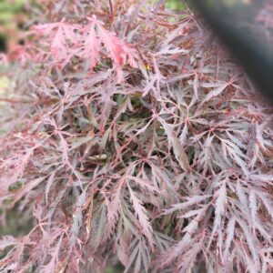 Acer palmatum 'Crimson Princess'