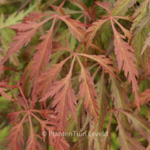 Acer palmatum 'Dai'
